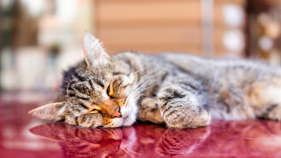 Hyperthyroidism in cats refers to an increased production of hormones due to an overactive thyroid gland. If your cat is diagnosed with this condition, your vet will help you determine the best course of action.