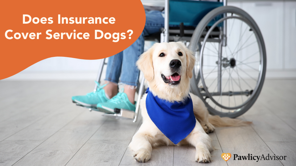 Wondering if you can pay for a service dog through insurance? Or how you can protect your valuable companion with service dog insurance? Click to learn more.