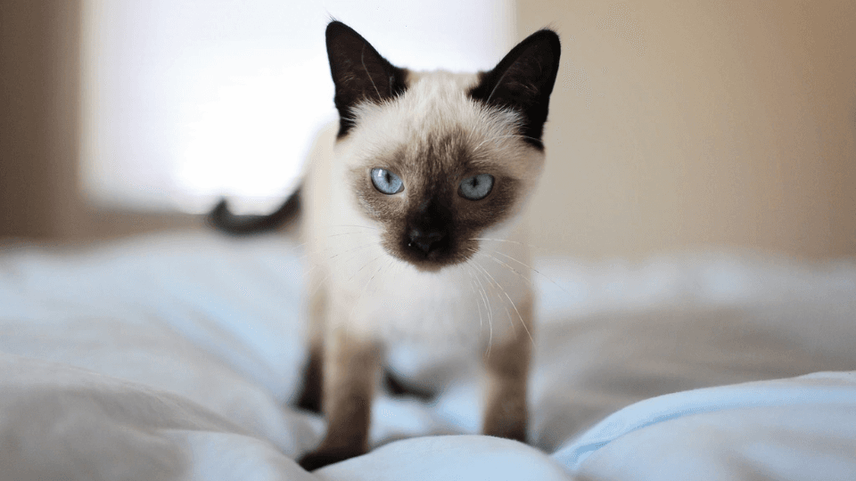 siamese cat on bed