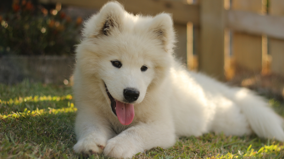 The average Samoyed size may be smaller than you think beneath all that fur! Use our puppy growth chart to estimate how big your Samoyed may get within a healthy weight range.
