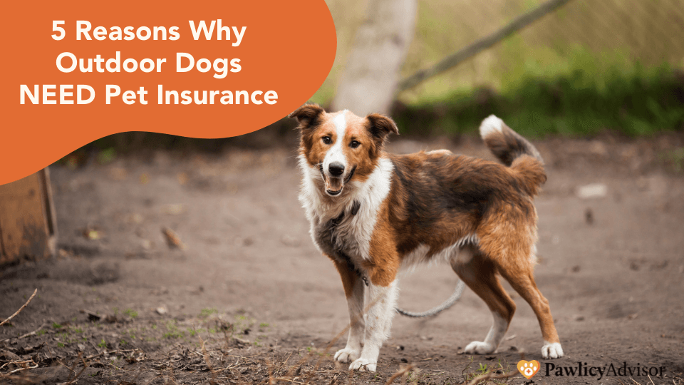 pet insurance for outdoor dogs