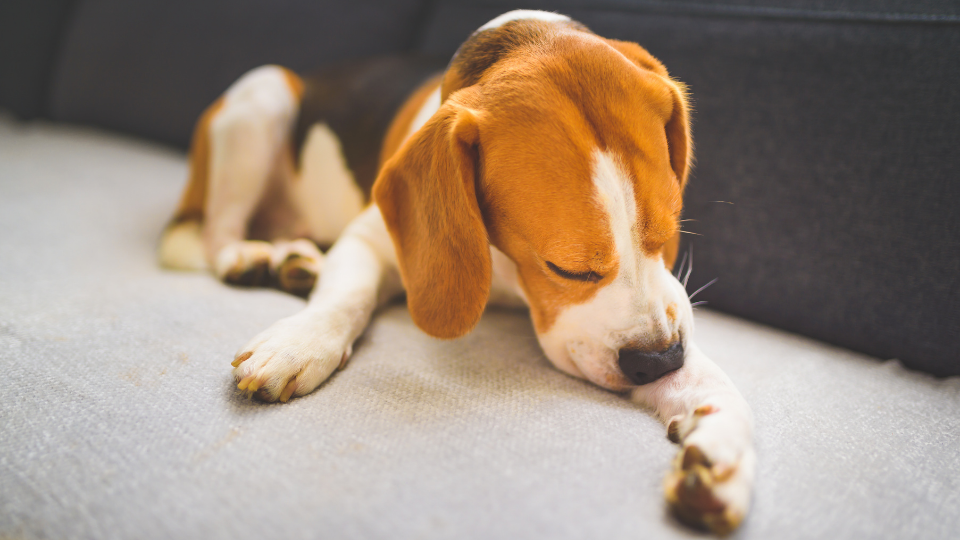 beagle licking hot spot on paw