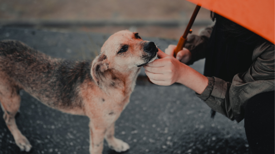 Pet insurance can help you pay for the cost of veterinary care if your pet becomes sick or injured. Learn more about how pet insurance works and what it covers here.