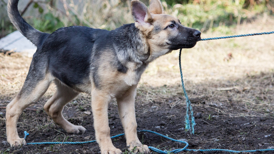 Want to know what age your pup will be fully grown, or how much bigger they'll get? This German Shepherd growth chart and weight chart details everything you need to know.