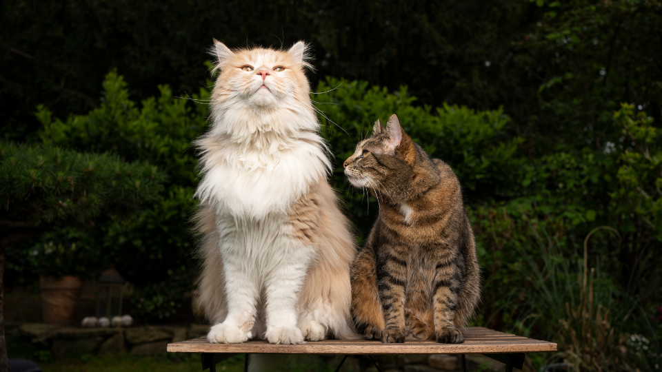 portrait of two cats