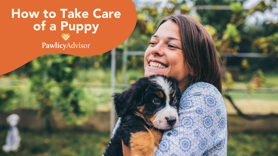 When you get a new puppy, it's your responsibility is to keep them safe and healthy. Follow this puppy care guide to set your pet up for a long, happy life.