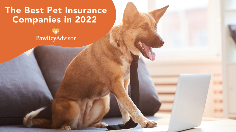 Learn about the best pet insurance companies, compare plans from top providers, and sign up within minutes at Pawlicy Advisor, the leading pet insurance marketplace.