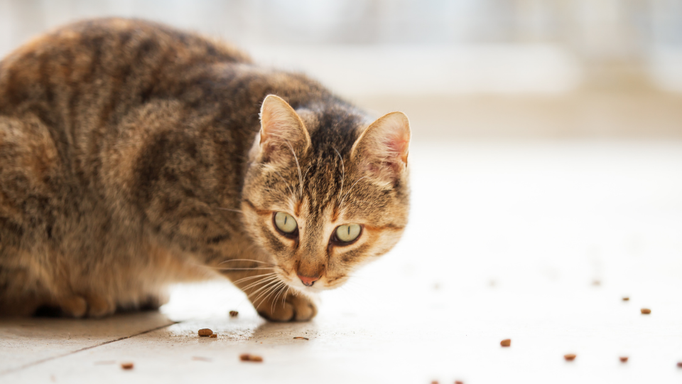 There are lots of human foods that cats can safely eat but there are also some that can make them very ill. This list will show you which human foods cats should and shouldn’t eat and why.