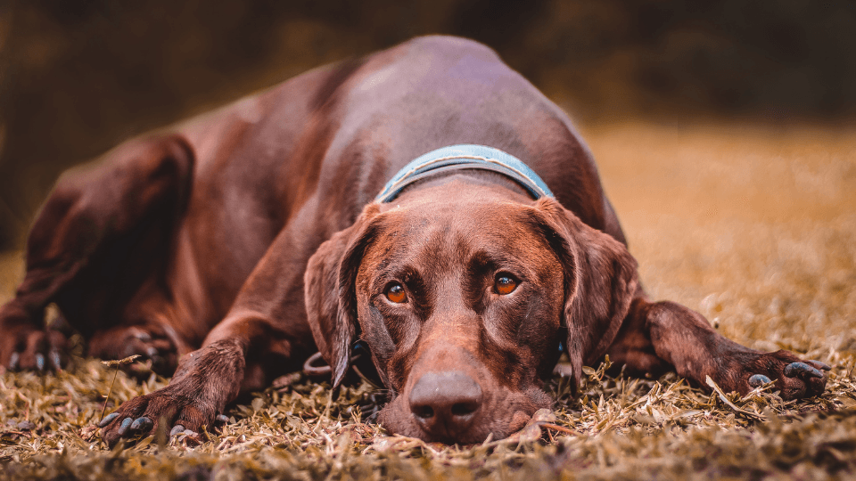 Brown pointer dog resting head on the ground