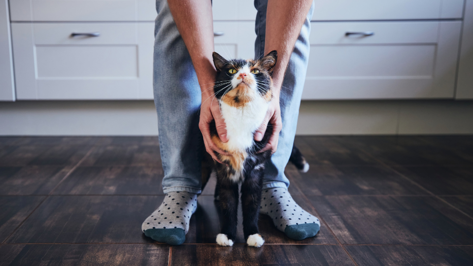 Looking for free cat insurance? Unless it’s offered through your employer, you're unlikely to get it for “free,” but there are ways to save on vet care.