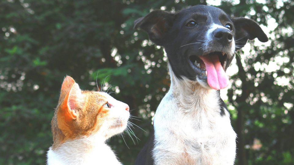 cat and dog together outside