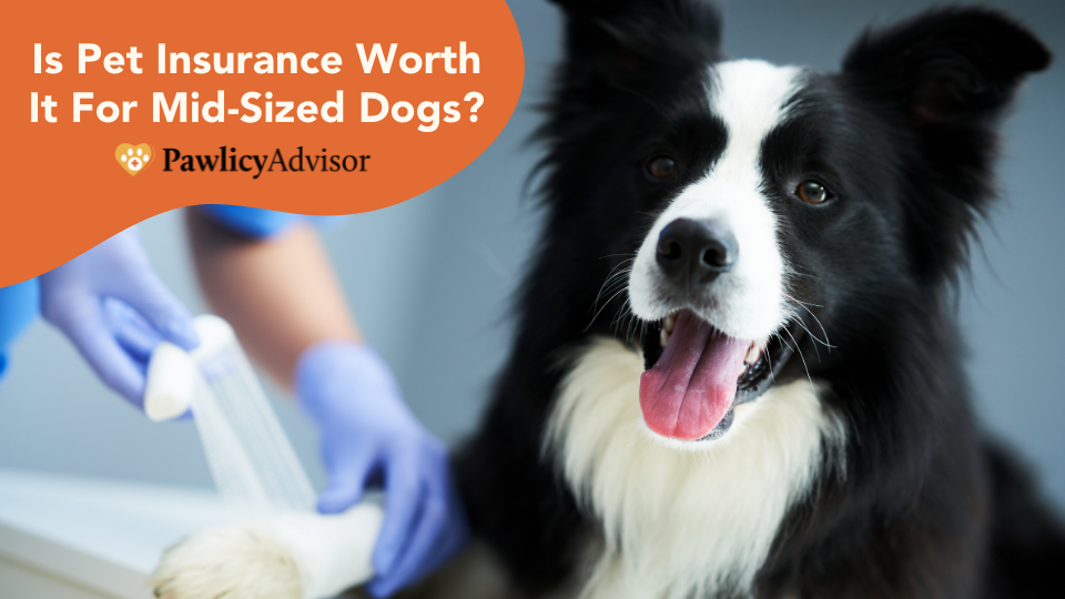 Mid-size dog breeds may seem healthier than others, but they can still rack up expensive vet bills without pet insurance coverage. Learn more.