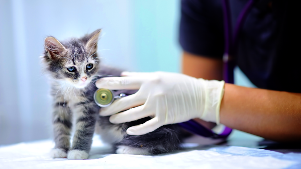 Kitten at a veterinary appointment