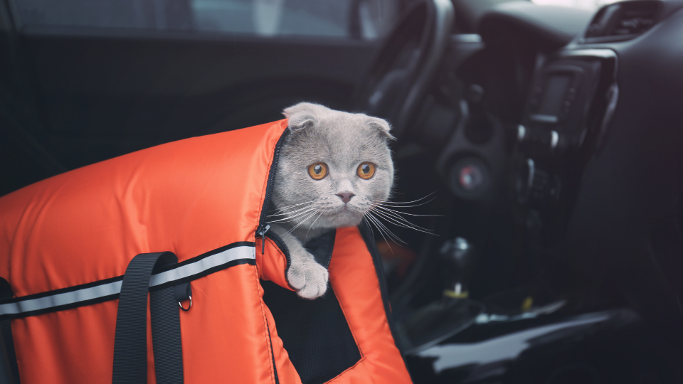 cat carrier in car