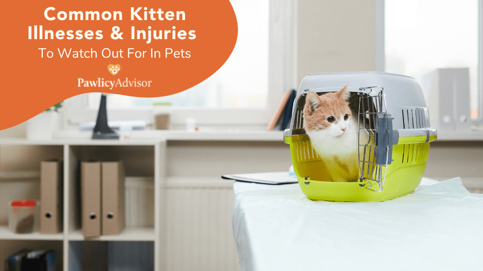 common illnesses in kittens