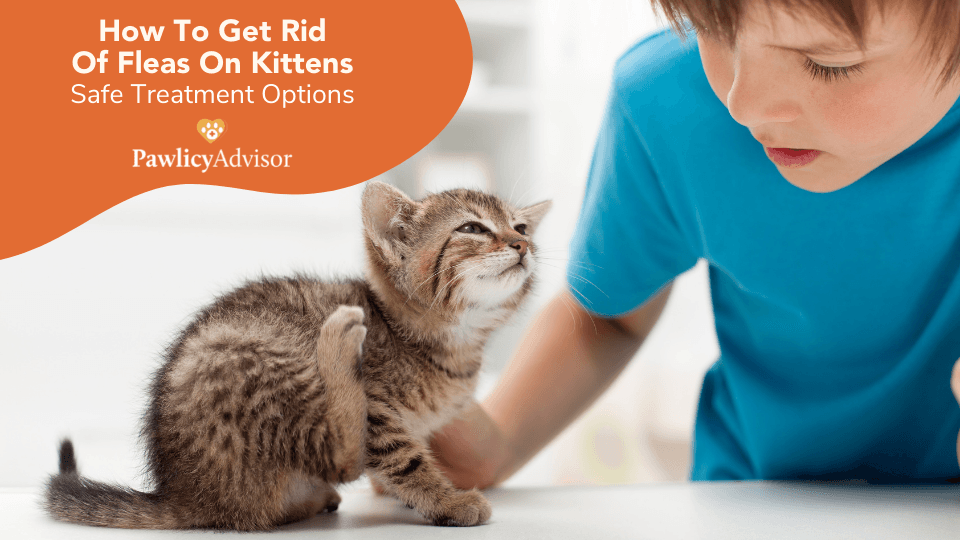 how to treat kitten fleas
