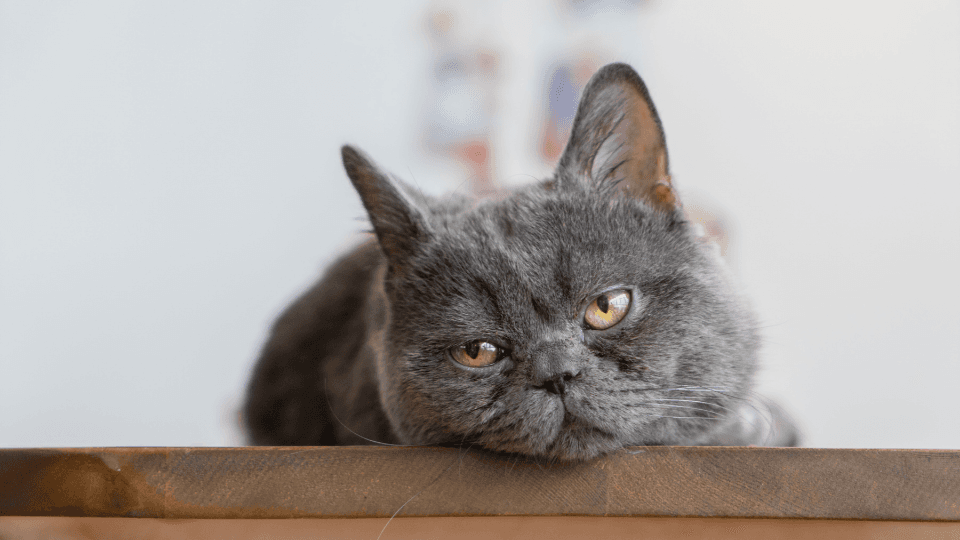 sick gray cat with asthma