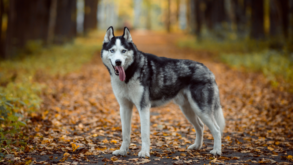 Is a Siberian Husky the right dog for you? Find out everything you need to know about the breed, including physical traits, temperament, training tips, grooming requirements, health issues, and more.