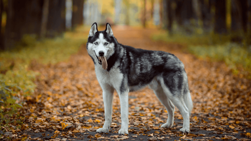 Full profile of a Siberian Husky