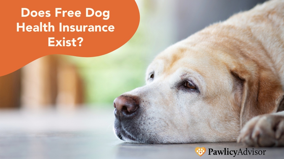 Learn if you can get free dog health insurance, other ways to pay for vet bills, and how to find the cheapest plan with Pawlicy Advisor.