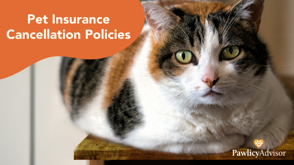 pet insurance cancellation policies