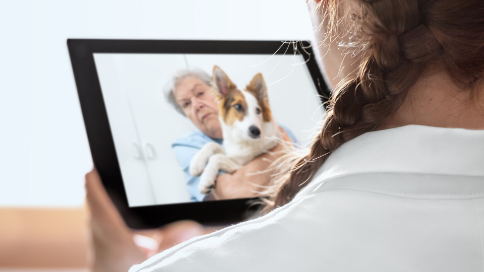 conversation between veterinarian and pet owner