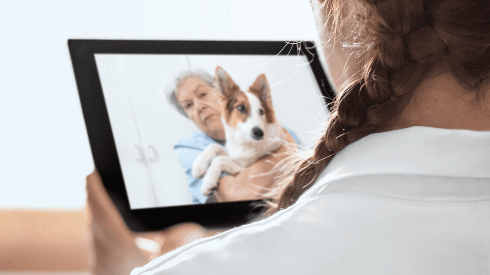 veterinary telemedicine example