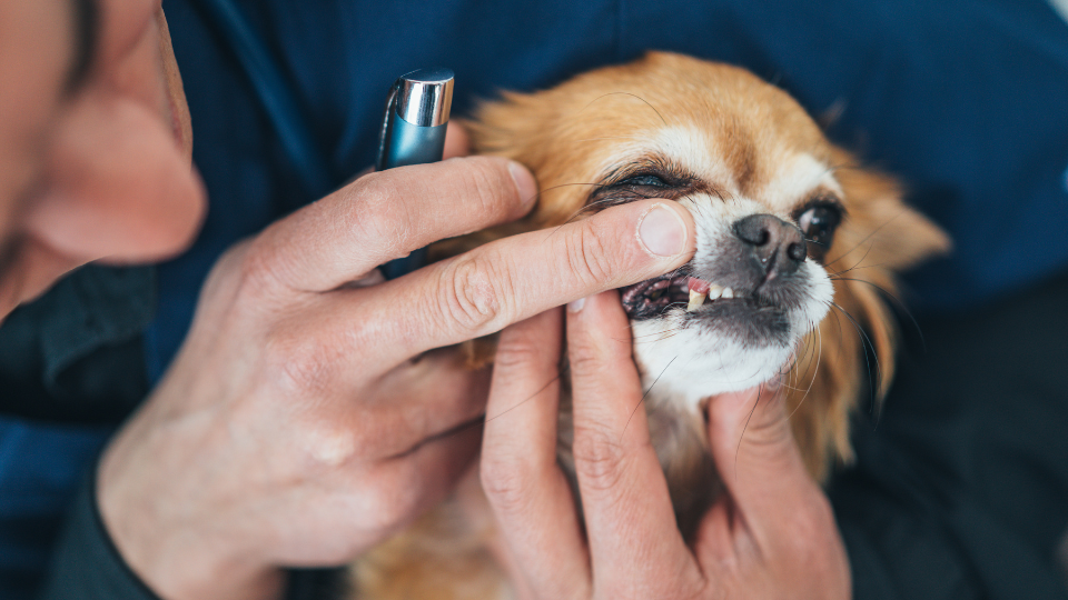 vet examines dog tooth abscess