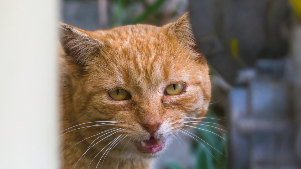 cat with stomatitis looking at camera