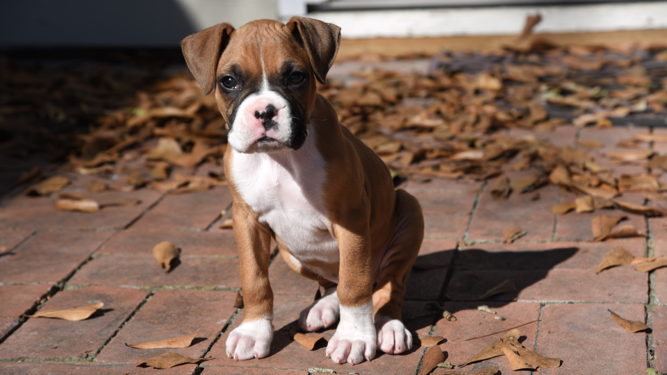 growing boxer puppy