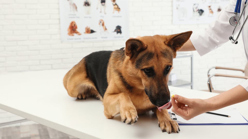 Professional veterinarian giving pill to German Shepherd dog in clinic