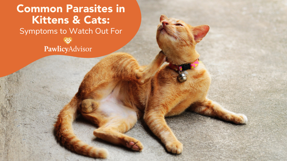 Learn how to spot signs of parasites in kittens so you can treat them quickly and reduce the risk of human transmission in your home.