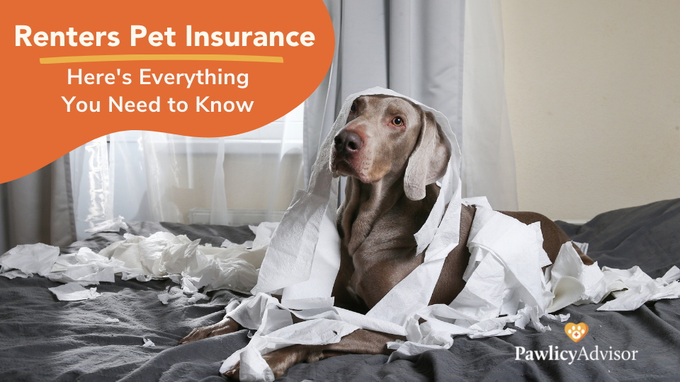Does renters insurance cover pets? Learn more about coverage details and claim eligibility in Pawlicy Advisor's guide to renters insurance for dog owners.