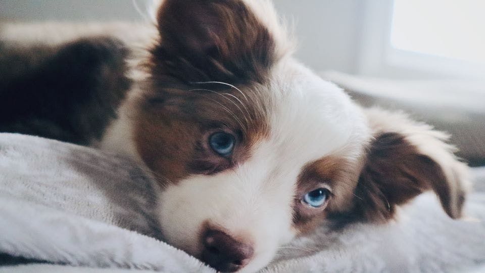 Australian Shepherd puppy with blue eyes