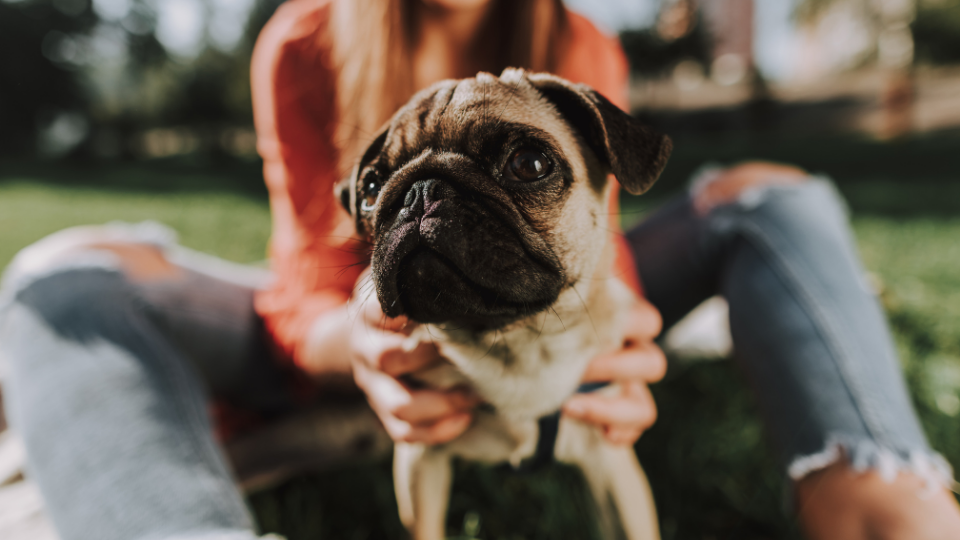 Comparing pet insurance providers? Our Healthy Paws Pet Insurance review can help you consider all options, brought to you by the insurance experts at Pawlicy Advisor.