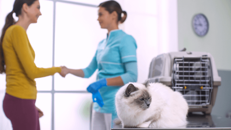siamese cat owner shaking hand of vet