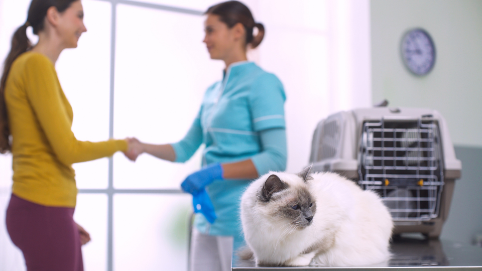 Wondering how to choose the best vet for your dog or cat? These questions will help you find a local vet in your area who's the right fit for your specific needs.