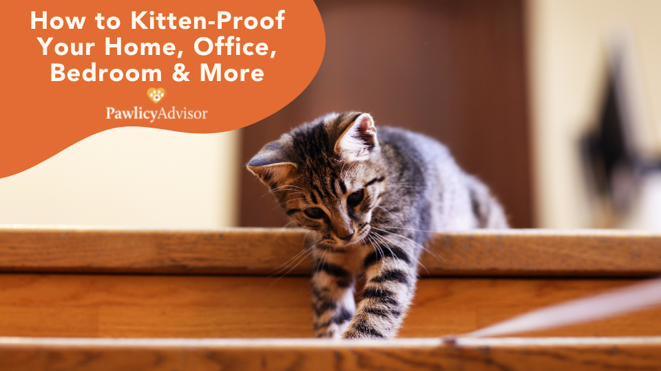 Learn tips on how to kitten-proof your home from corner to corner in Pawlicy Advisor’s guide for new pet parents.