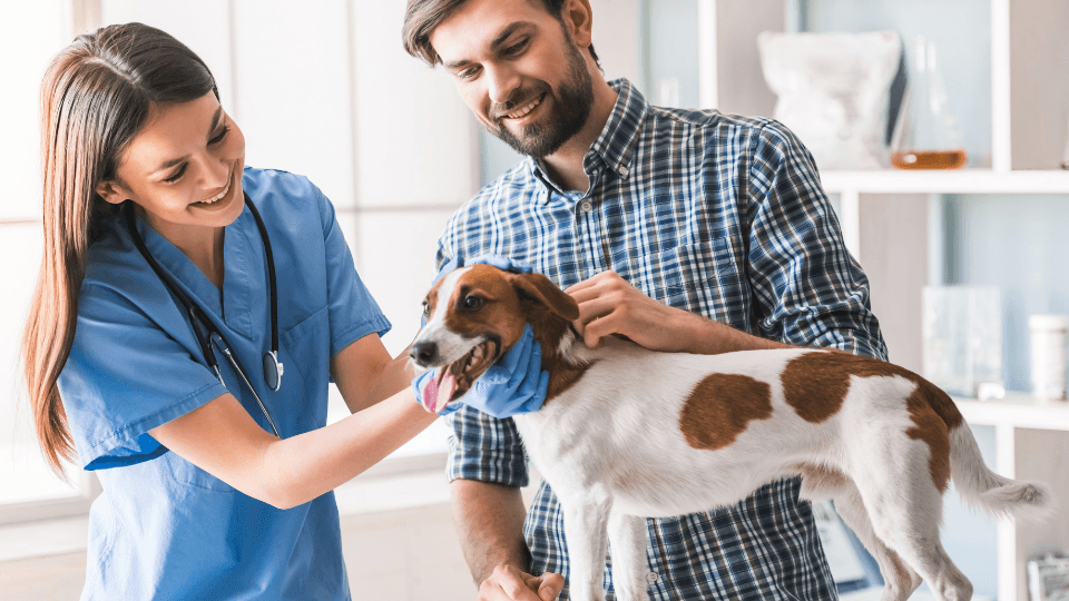 world veterinary day