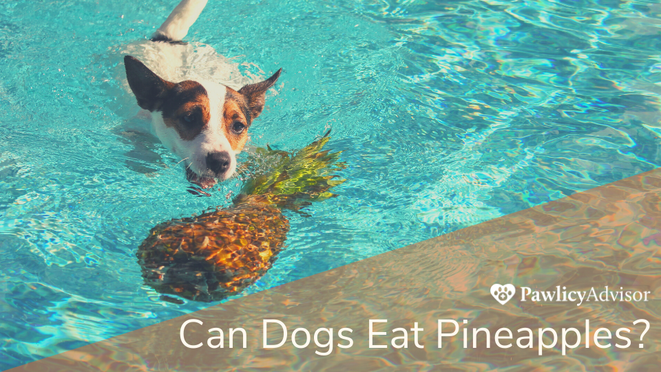 Jack Russel dog swimming in pool toward pineapple