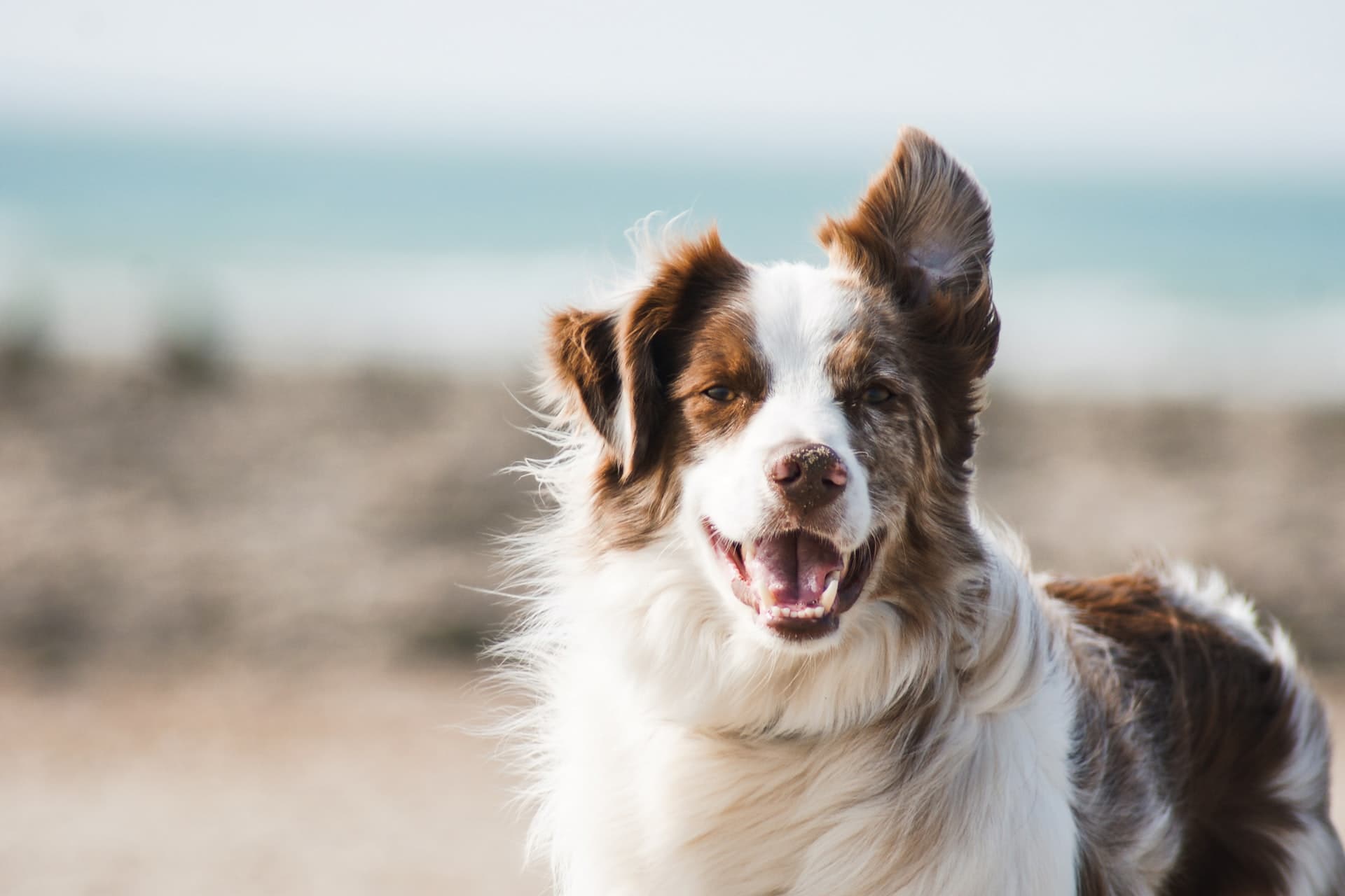 Dog on the beach