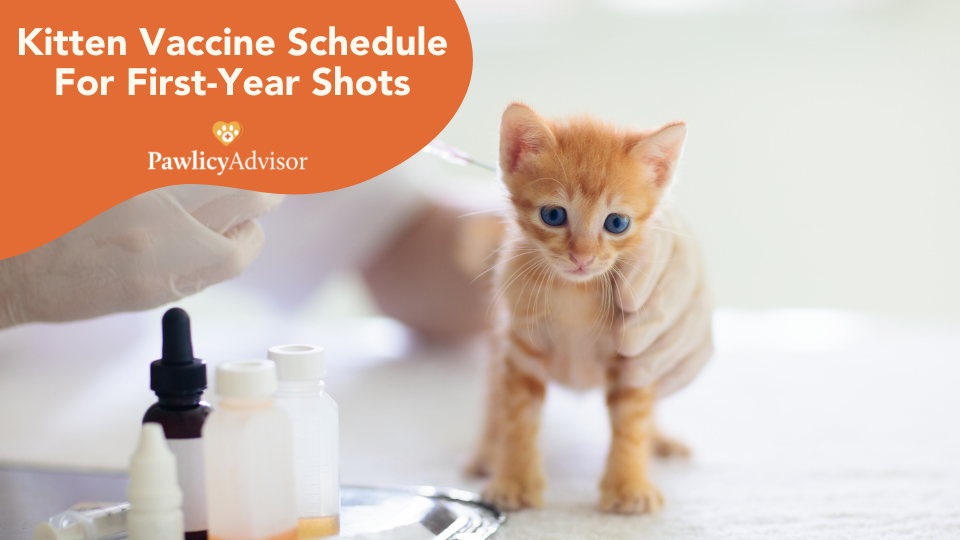 Wondering what shots kittens need? Veterinarian Dr. Walther DVM recommends this kitten vaccination schedule to prevent disease in your new pet.