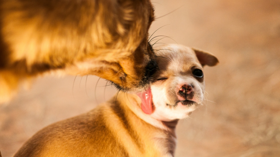 Dog licking puppy's face
