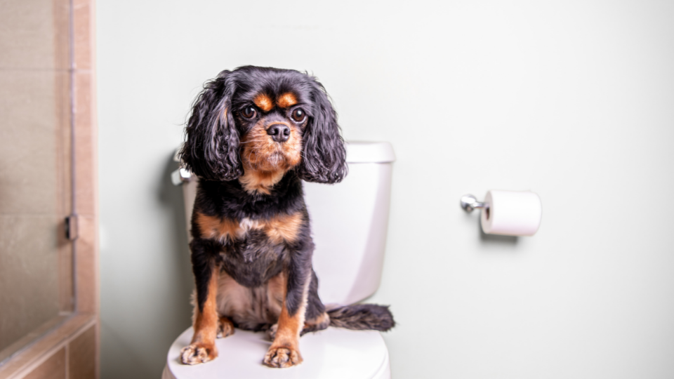 Black Cavalier King Charles Spaniel dog sits on toilet