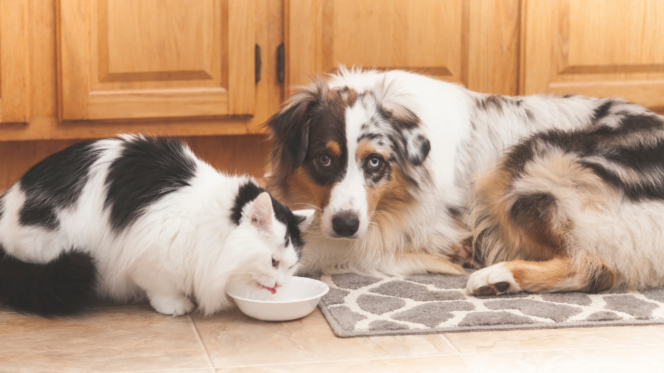 Wondering if it's okay if your dog eats cat food? Learn more about the difference in dog and cat nutrition and whether it’s safe for your dog to eat from your cat’s bowl.