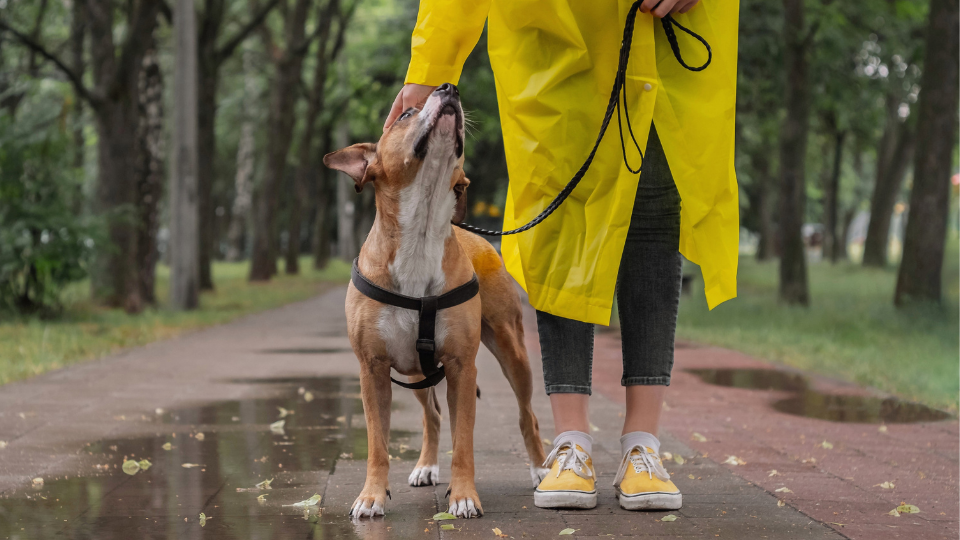 woman in rain coat petting dog
