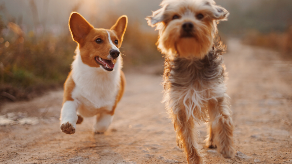 Two dogs running happy and healthy