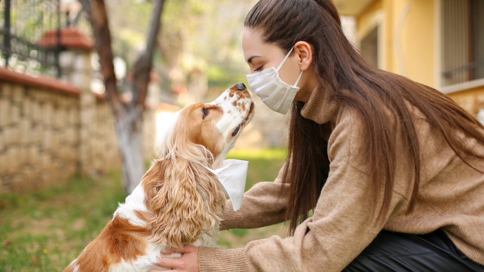 A woman wearing face mask gets kiss from Spaniel dog