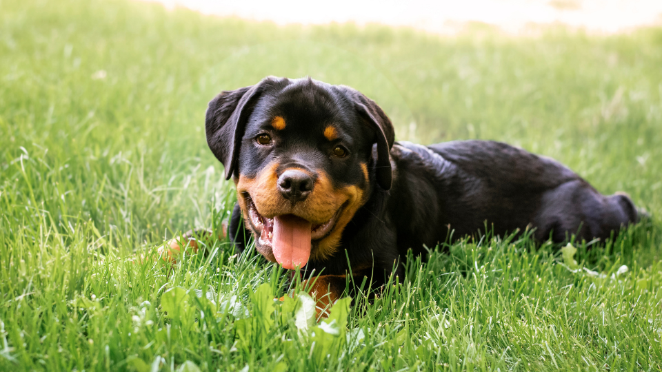 Rottweiler puppy laying in field