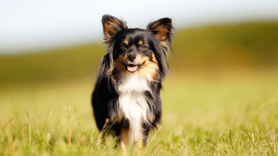 Portrait of a long haired Chihuahua